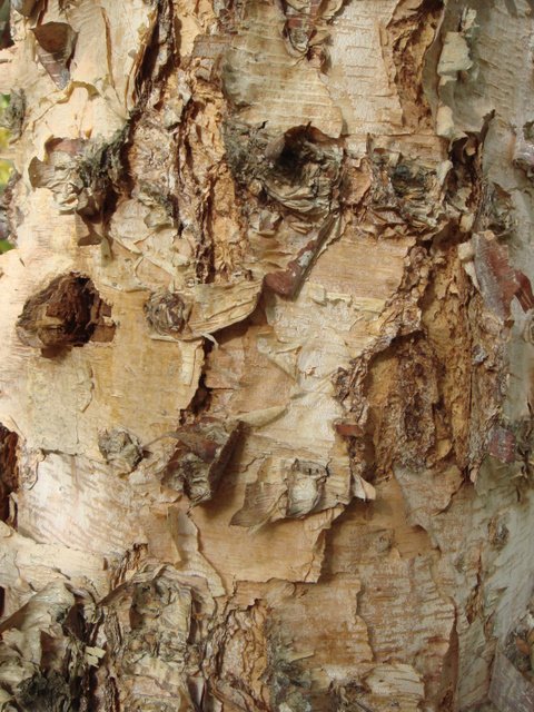 Betula nigra 'Heritage' ecorce